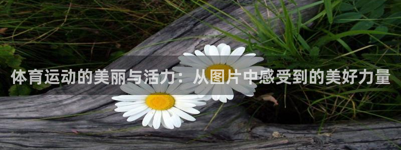 678体育官网地址
