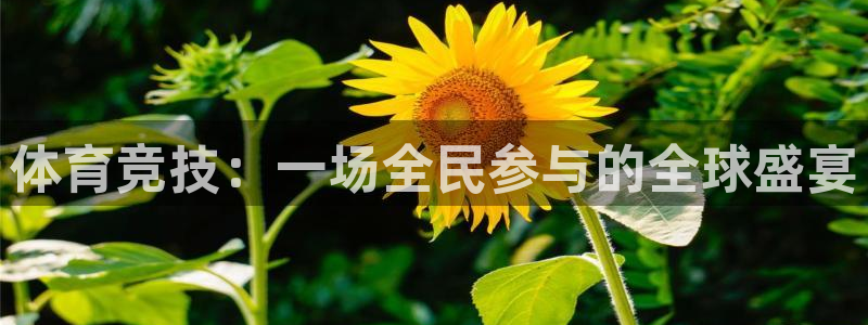 678体育：体育竞技：一场全民参与的全球盛宴